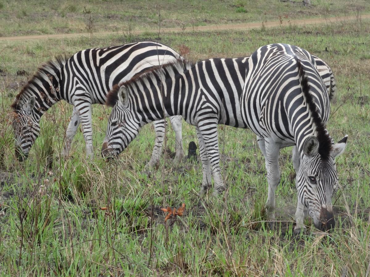 Lodge Afrique Saint Lucia Estuary المظهر الخارجي الصورة