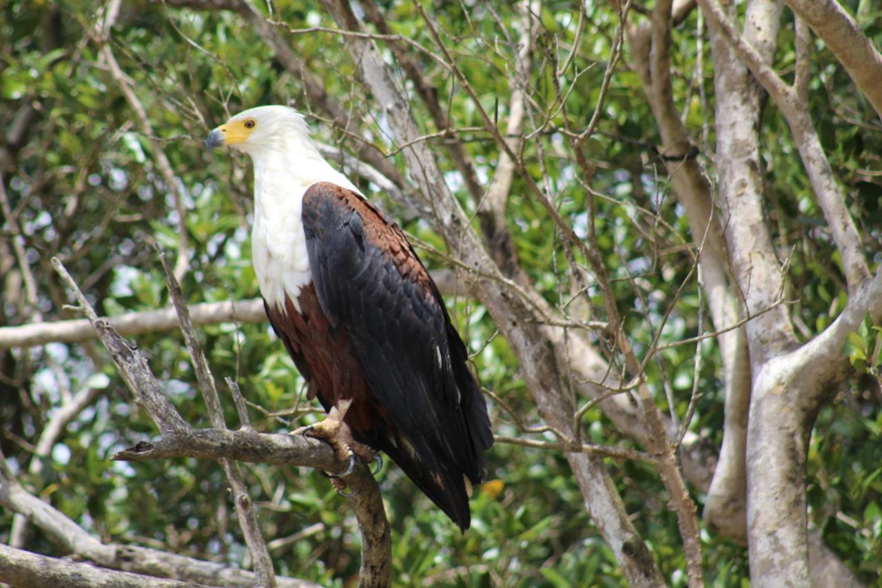 Lodge Afrique Saint Lucia Estuary المظهر الخارجي الصورة